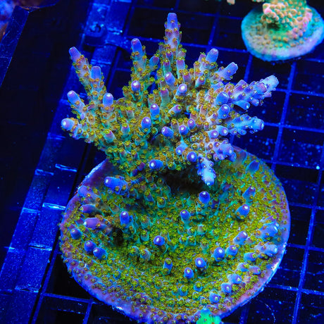 TSA Twisted Sister Acropora Colony Coral