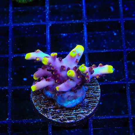 JF Fox Flame Acropora Coral