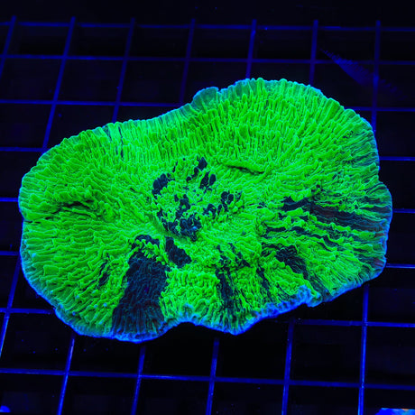 JF Cold Fusion Grafted Montipora Colony Coral