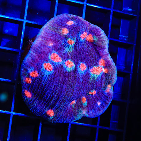 ACI Mike the Mycedium Chalice Colony Coral