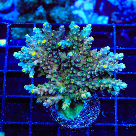 TSA Bollywood Acropora Coral