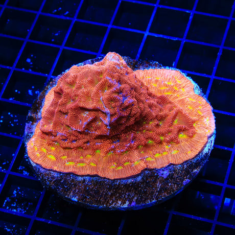 JF Jack O Lantern Leptoseris Coral