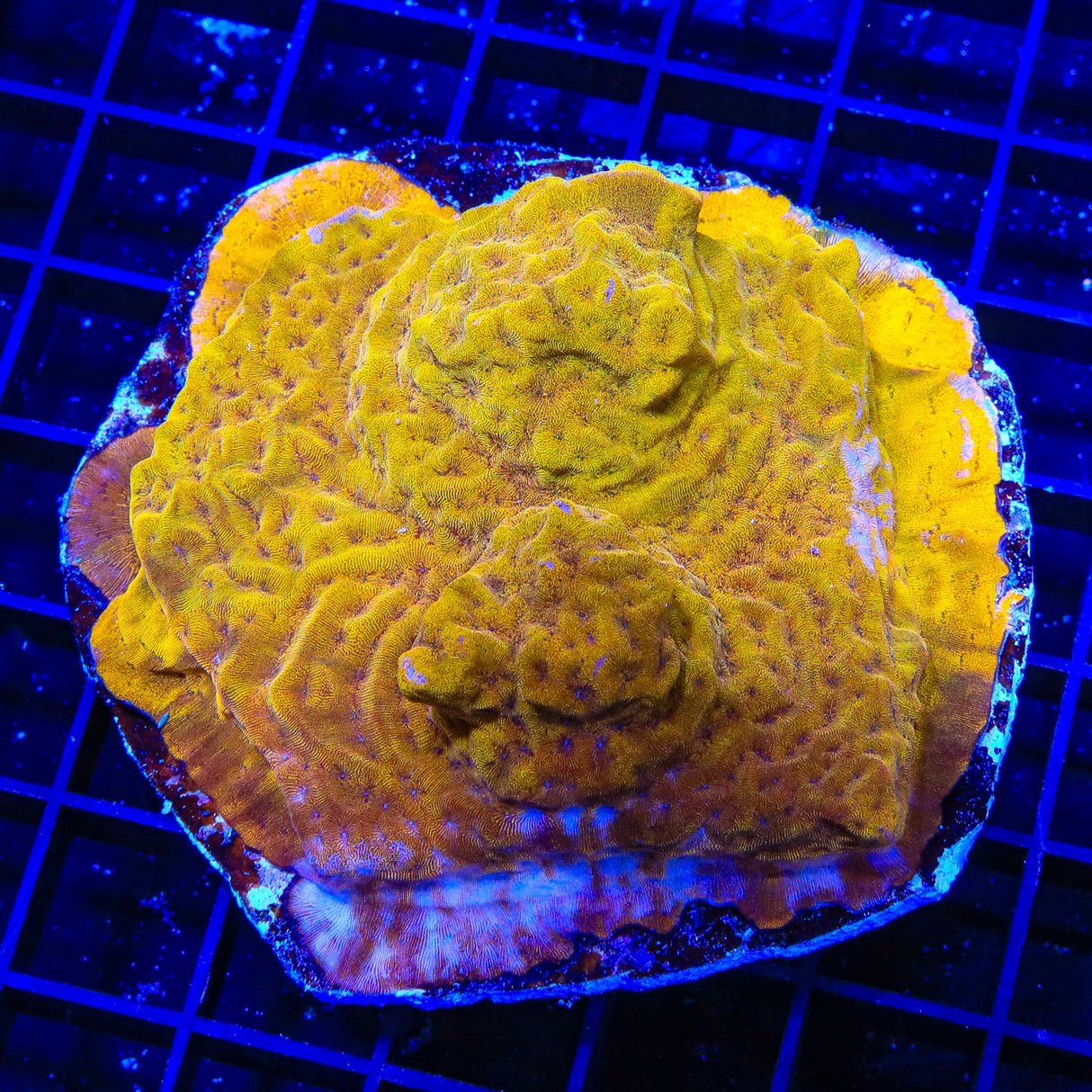 24k Gold Leptoseris Coral