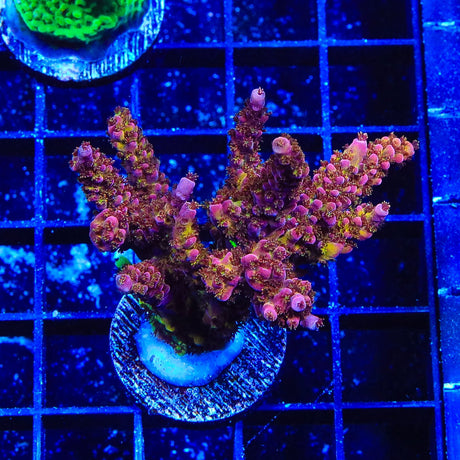 PC Rainbow Acropora Coral