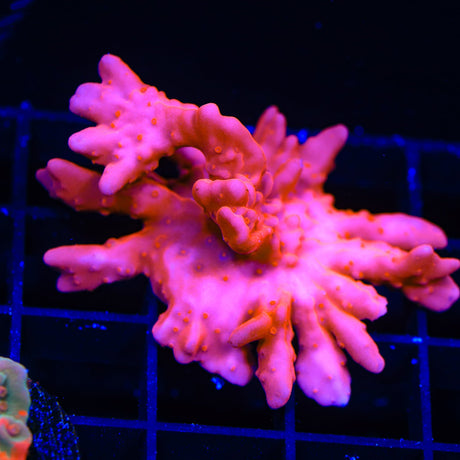 Red Setosa Montipora Coral