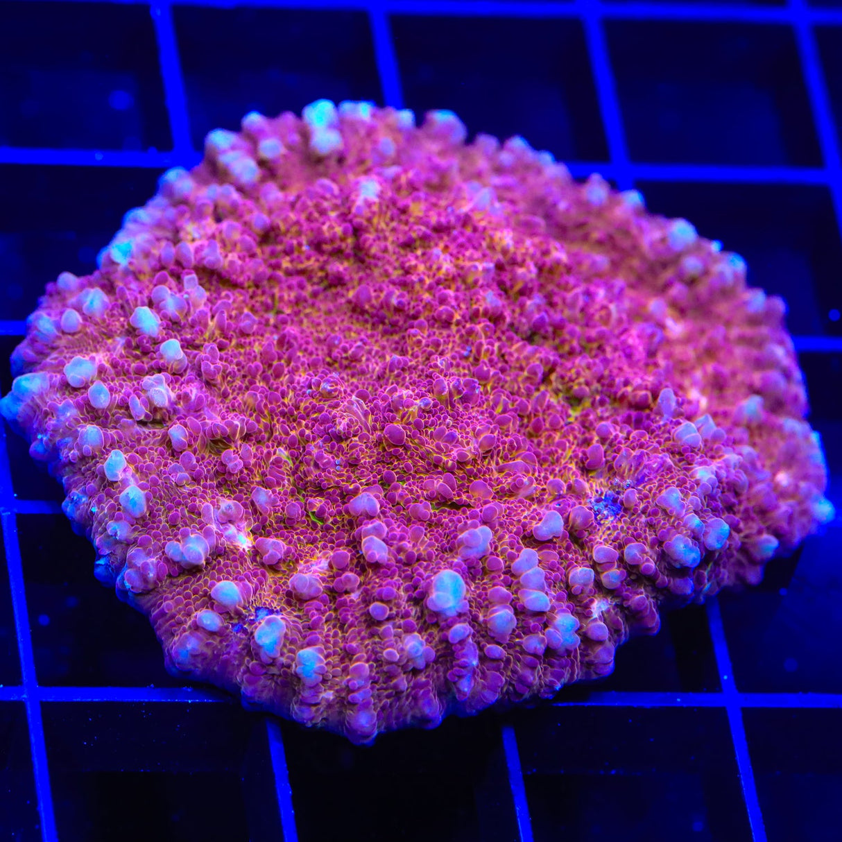 TSA Hell Fire Chalice Coral Colony