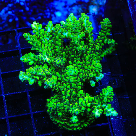 Laura's Purple Polyp Acropora Coral