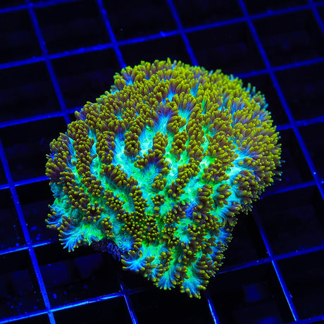 TSA Gamma Knife Hydnophora Coral