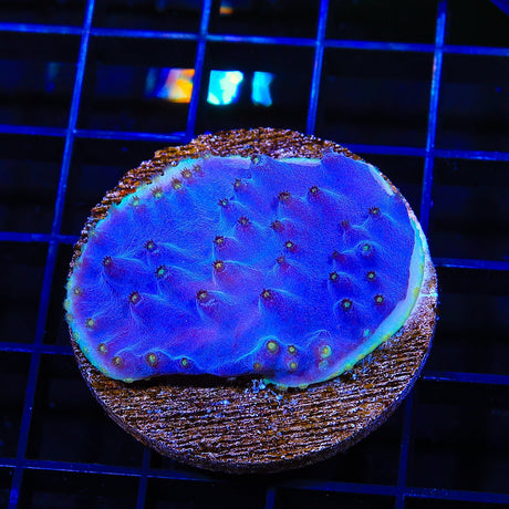 LA Lakers Scroll Colony Coral 