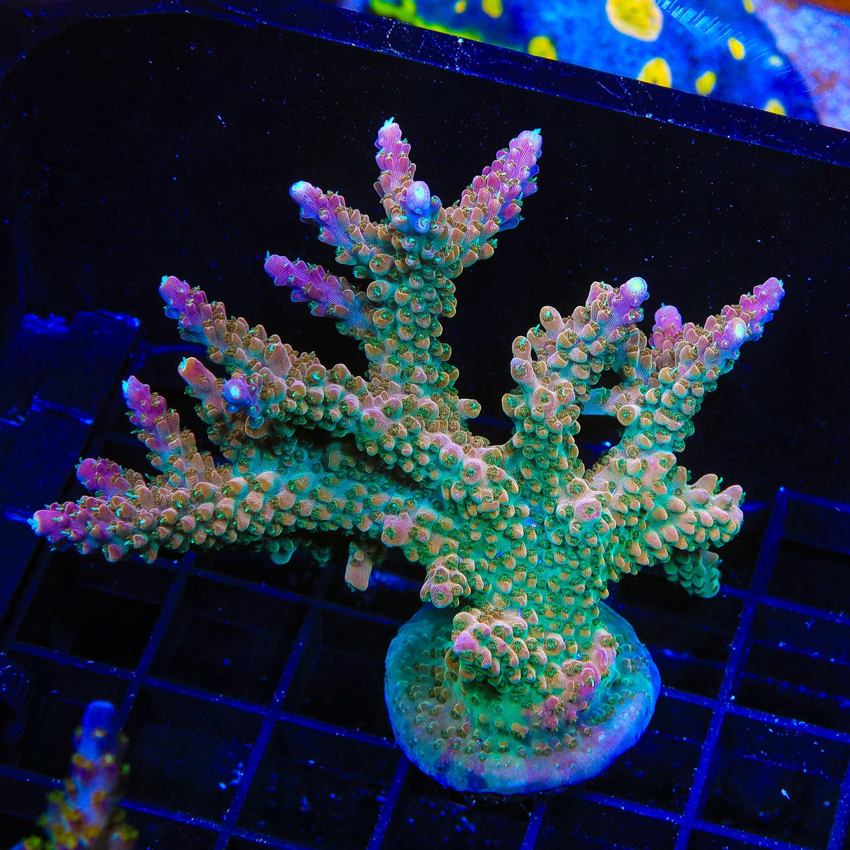 TSA Explosive Ember Acropora Colony Coral