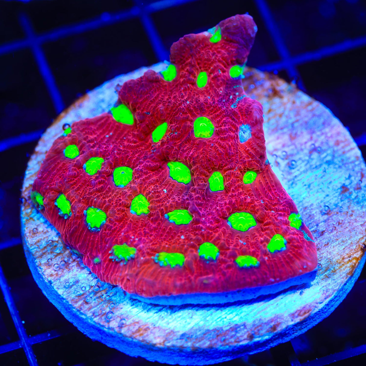 TSA Fire Favia Colony Coral