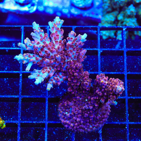 TSA Nightshade Acropora Coral