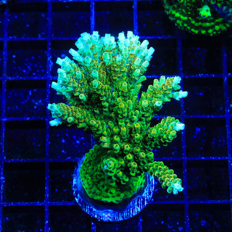 TSA Dan Aykroyd Acropora Coral