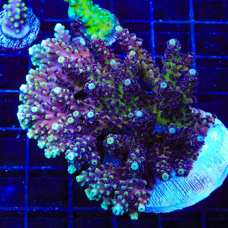 RRC Pink Cadillac Acropora Colony Coral