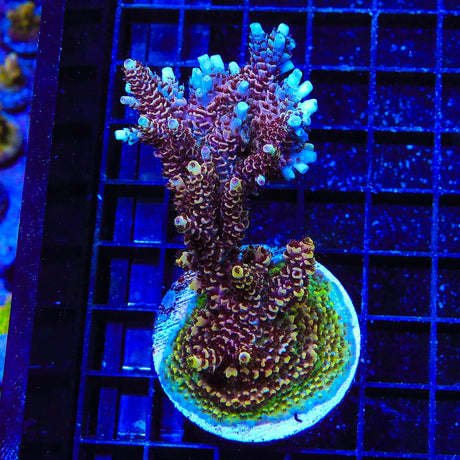 TSA Rainbow Sherbet Acropora Coral