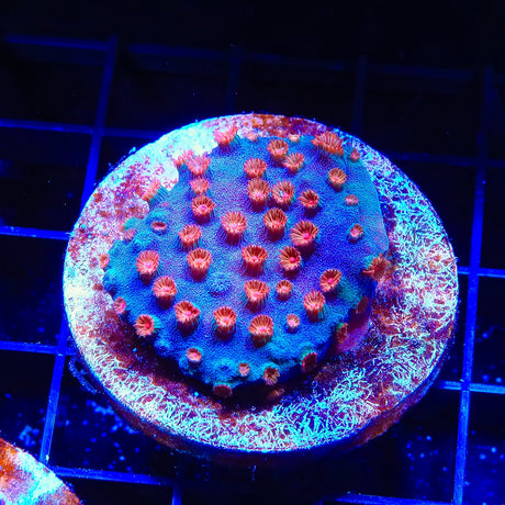 Meteor Shower Cyphastrea Coral