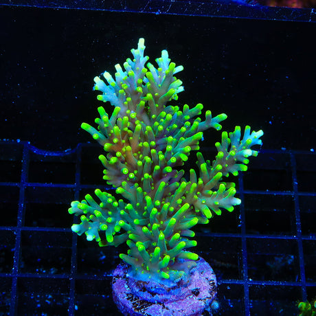 TSA Green Dragon Acropora Coral Colony