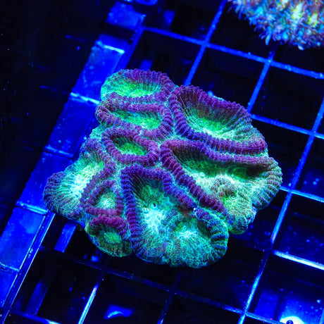 TSA Irish Favia Coral