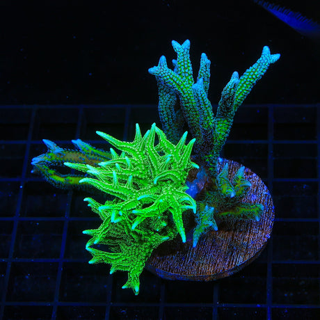 TSA Jade Dragon and Teal Birdsnest Colony Coral