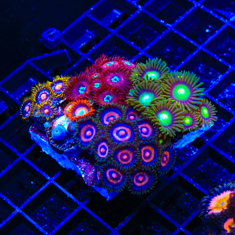 Combo Zoanthids Colony Coral