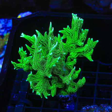 TSA Jade Dragon Birdsnest Colony Coral