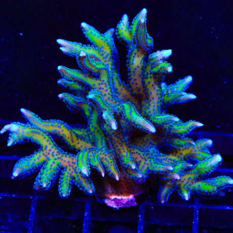 ORA Bird of Paradise Birdsnest Colony Coral