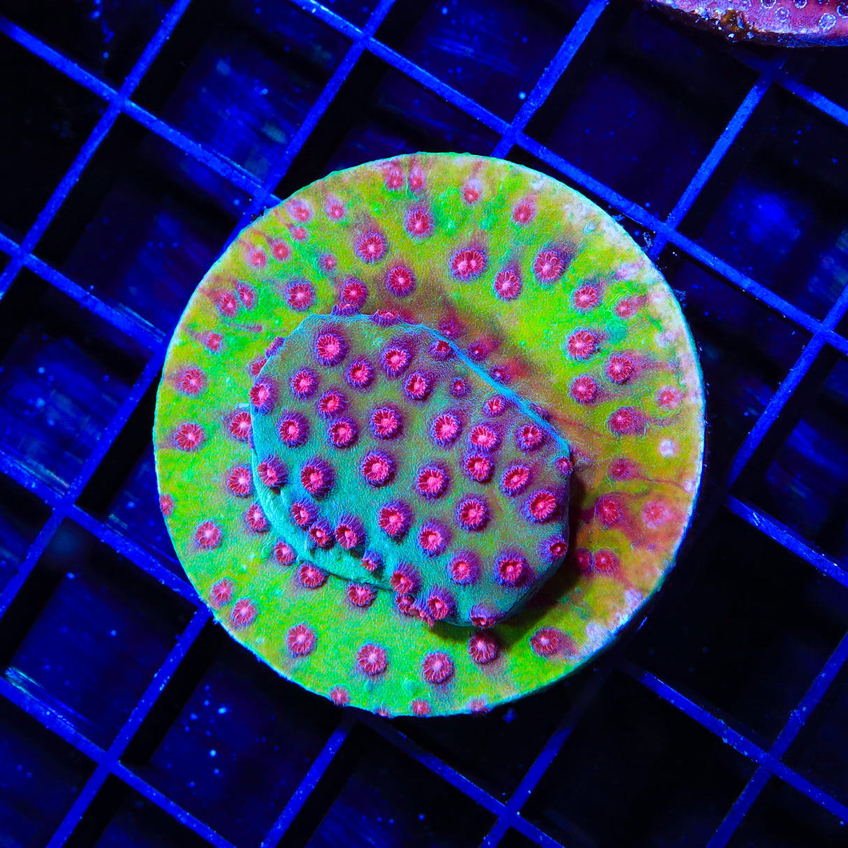 TSA Gamma Knife Hydnophora Colony Coral