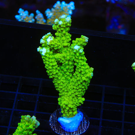 Green Slimer Acropora Colony Coral