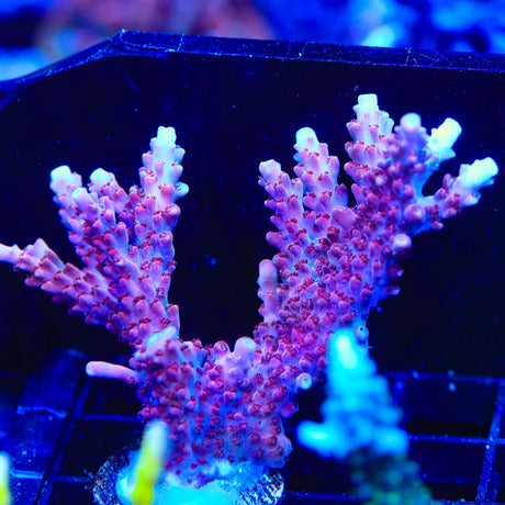 TSA Red Robin Acropora Coral Colony