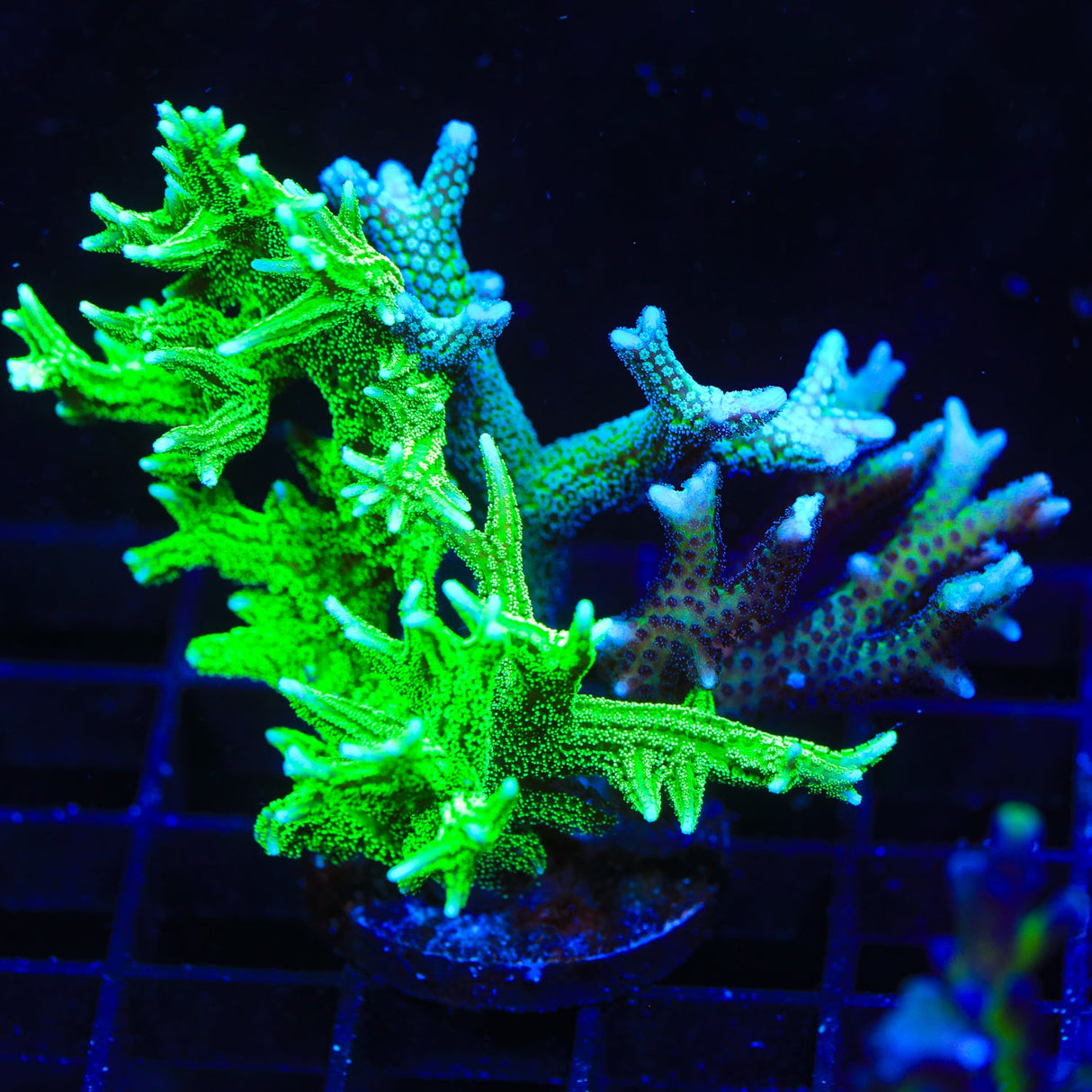 TSA Jade Dragon Combo Birdsnest Coral Colony