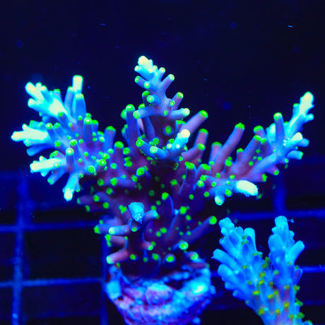 Pacman Acropora Coral Colony