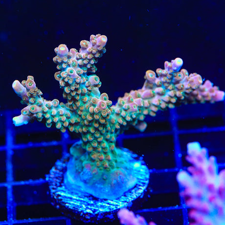 TSA Explosive Ember Acropora Coral Colony