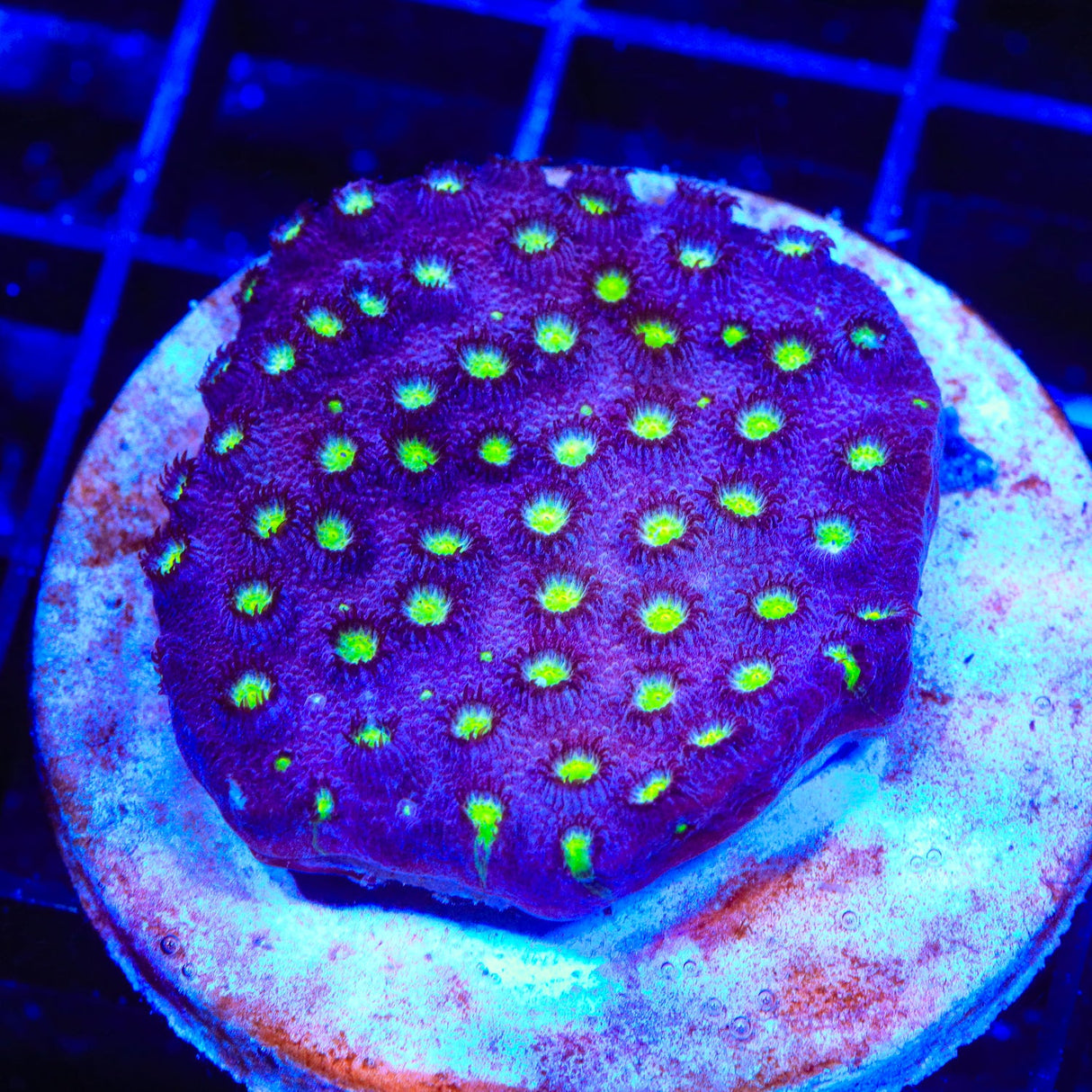 CB Bling Bling Cyphastrea Coral Colony