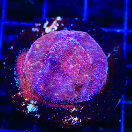 TSA Freak of Nature Lithophyllon Coral