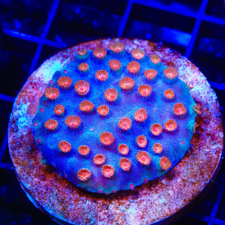 Meteor Shower Cyphastrea Coral Colony