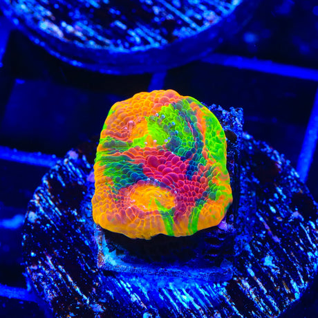 Insane Mix WWC Jelly Beach Chalice Coral