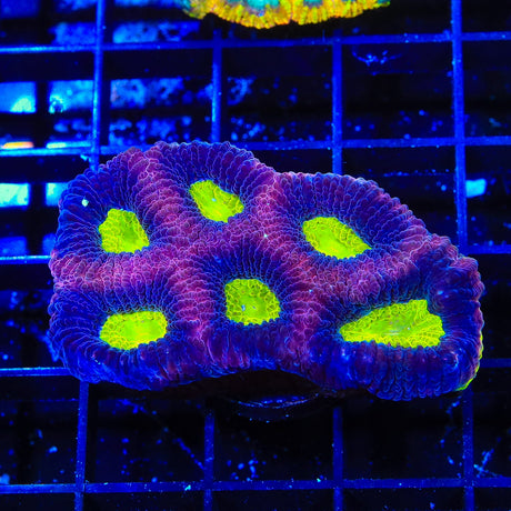 Dragon Soul Favia Coral