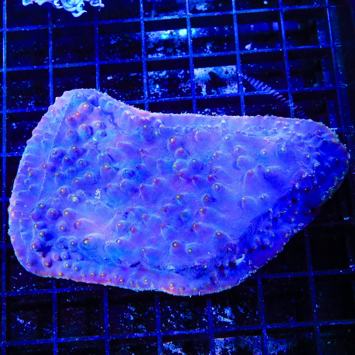 Blue Scroll Coral Colony