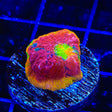 WWC Jelly Bean Chalice Coral