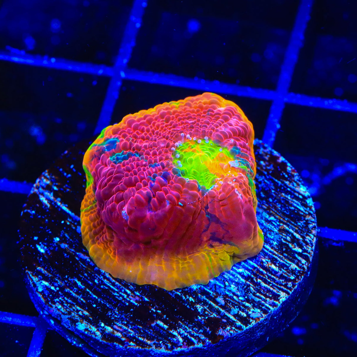 WWC Jelly Bean Chalice Coral