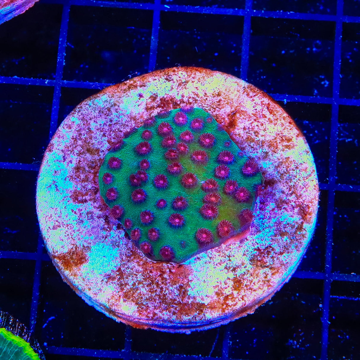 TSA South Beach Cyphastrea Coral