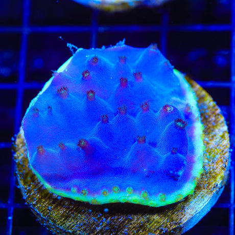 TSA Purple Dinosaur Scroll Colony Coral