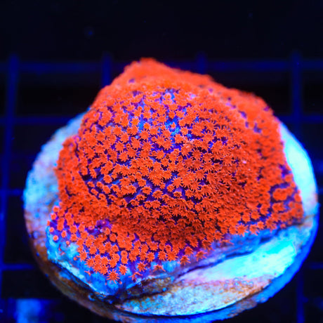 JF Superman Stylocoeniella Colony Coral