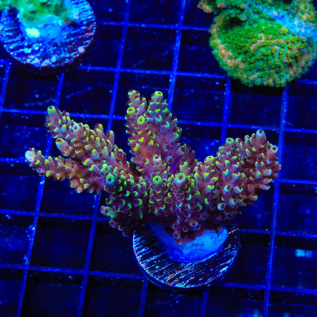 TGC Red Cadillac Acropora Colony Coral