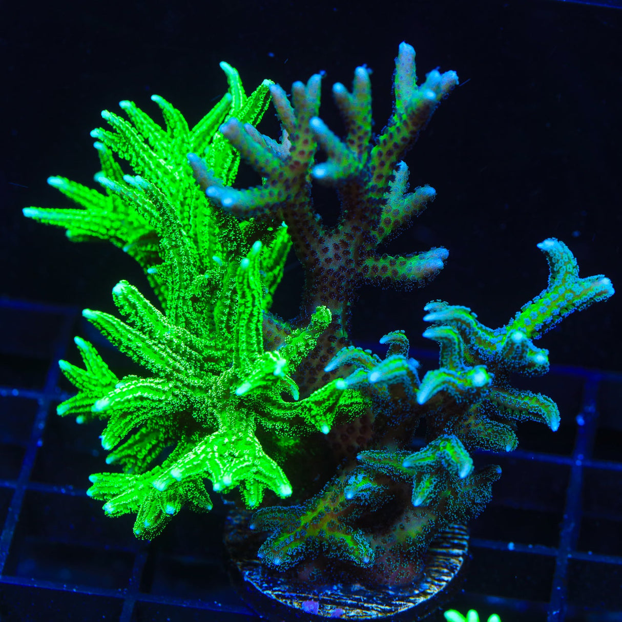 TSA Triple Threat Birdsnest Coral