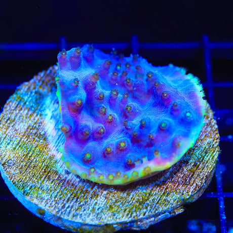 TSA Purple Dinosaur Scroll Colony Coral