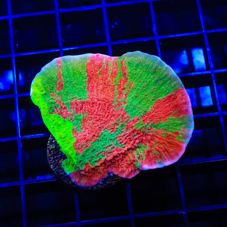 TSA Mind Meld Montipora Coral