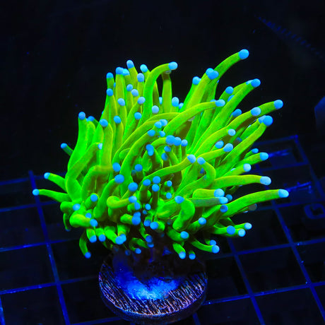 TSA Holy Grail Torch Coral