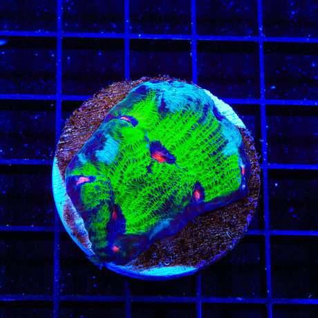 TSA Nuclear Fusion Montipora Cap Coral