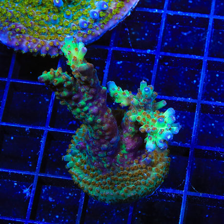 RRC Wonderland Acropora Colony Coral